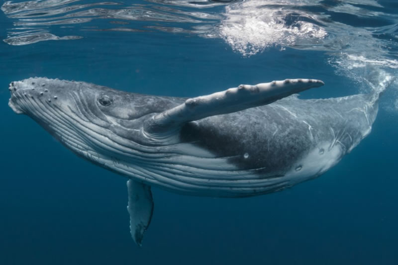 Blue Whale Challenge - TINITUS - A.I